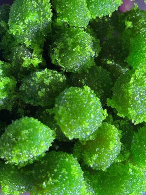 Sour Green Apple Gushers 💚